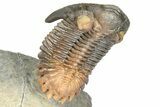 Multi-Toned Hollardops Trilobite With Orange Eyes #368581-4